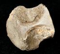 Champsosaurus Vertebrae (Cretaceous Reptile) #17673-1